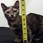 Teeny Tiny Cat Is Just 5 Inches (12.7 Centimeters) Tall