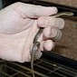 Teeny Tiny Snakes Born at Phoenix Zoo in the US Are Totally Adorbs