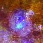 Telescopes Capture Astonishing Supernova Explosion