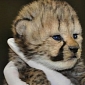 Ten Baby Cheetahs Now Call the Smithsonian's National Zoo Their Home