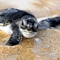 Tennessee Aquarium Now Home to 18 Baby Turtles