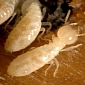 Termite Poop Has Antibacterial Properties