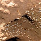 Termites Headbang to Signal Danger