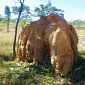 Termites Inspire Design of Advanced Builder Robots