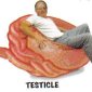 Testicles Will Save the Brain