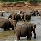 Thai Minister Agrees to Ban Ivory Trade