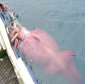 The 1,089 Pound (490 kg) Colossal Squid Is Defrost for Analysis