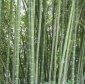 The Amazing Bamboo