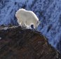 The American Chamois is White: Mountain Goat