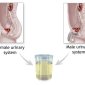 The Analysis of Your Urine Tells Where You Are From