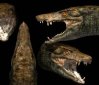 The Ancestor of Modern Crocodiles Found in Brazil!