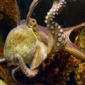 The Antarctic Octopus Venom Amazed Scientists