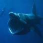 The Basking Shark's 'Hideout' Revealed