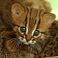 The Berlin Zoo Shows Off Its Rusty-Spotted Cat Kittens