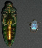 The Best Ever Iridescent Materials Mimicking Beetles