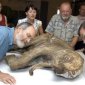 The Best Preserved Mammoth Calf Found in Siberian Snow