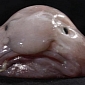 The Blobfish Gets Voted the World's Ugliest Animal