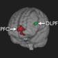 The Brain's Self-Control Mechanism Revealed