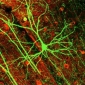 The Brain Can Hold Memories in Single Cells