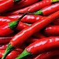 The Chili Pepper as We Know It Was Born in Mexico, Scientists Find