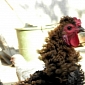The Chinese “Permed” Chicken Is an Internet Sensation