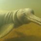 The Chinese River Dolphin, Now Extinct