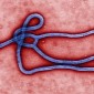 The Deadly Ebola Virus Is Rapidly Mutating, Scientists Warn
