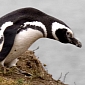 The Death of 700 Magellanic Penguins Is Bound to Remain a Mystery
