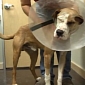 The Dog Who Wouldn't Die Returns Home After Surgery - Video