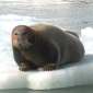 The EU Plans to Ban Canadian Seal Products