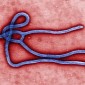 The Ebola Virus Has So Far Infected Well over 20,000 People