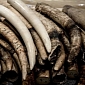 The European Parliament Calls for Moratoria on All Ivory Sales