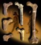 The First Human Ancestor Walking on Two: 6 Million Years Old