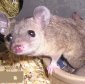 The First Marsupial Genome Sequenced