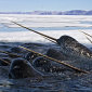 The First Victim of Global Warming: the Narwhal