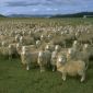 The First "Virtual" Sheep Genome Decoded