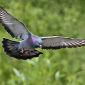 Flight Dynamics of Pigeon Migrations Uncovered