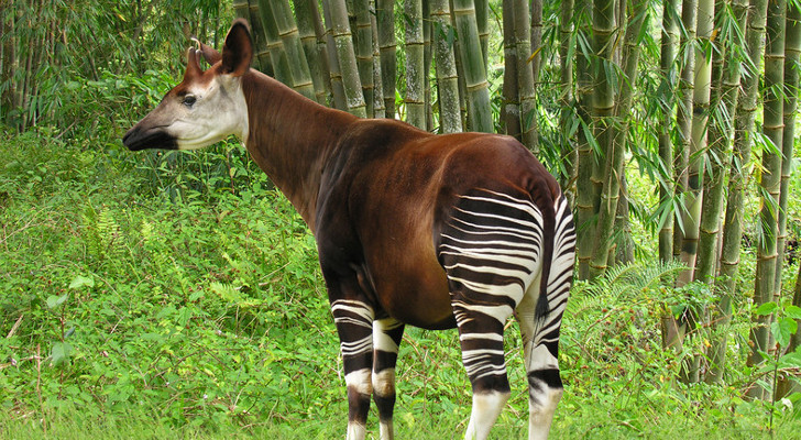 The “Forest Giraffe” Now Listed as an Endangered Species