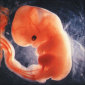 The Gender of a Child Determined at 6 Weeks of Pregnancy