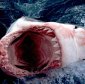 The Great White's Bite Power, Much Weaker Than Thought