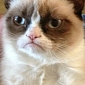 The Grumpy Cat Movie Is Coming, Garfield-Style