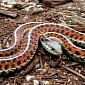 The Human Brain Is Hardwired to Spot Snakes, Evidence Suggests