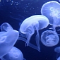 The Humble Moon Jellyfish Is the World's Most Efficient Swimmer