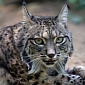 The Iberian Lynx Risks Going Extinct in Just 50 Years
