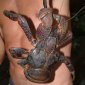 The Largest Land Invertebrate: Coconut Crab