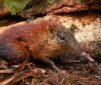 The Largest Shrew Ever: as Big as a Cat!