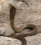 The Largest Spitting Cobra Species Ever: More than 9 ft (2.7 m) Long!