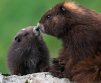 The Largest Squirrels: Marmots