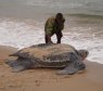 The Longest Journey: 647 Days and 12,774 Mi (20,558 Km), Made by the World's Largest Turtle!