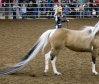 The Longest Tail Horse: 12.5 ft (3.8 m)!